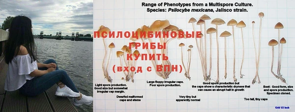 ГАЛЛЮЦИНОГЕННЫЕ ГРИБЫ Бородино